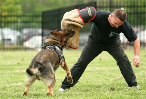 K-9: Een hilarische combinatie van actie en politiehondentraining!